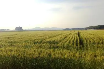 <p>Grain silos in the distance</p>