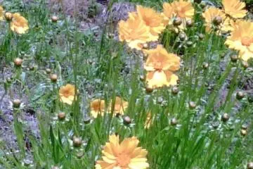 <p>ดอกไม้สีเหลืองพริ้วไหวในสายลม</p>