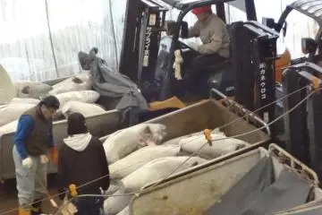 Successful dealers pile up their frozen tunas on carriers and the outside gate is opened for only 30 seconds.