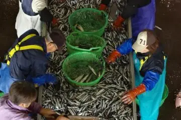 When I was there, the pacific saury had just come into the market and several workers had started to sort them according to size.