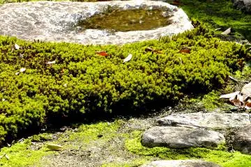 <p>One section of the garden near the teahouse</p>