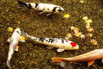 Autumn Leaves on Koi Pond