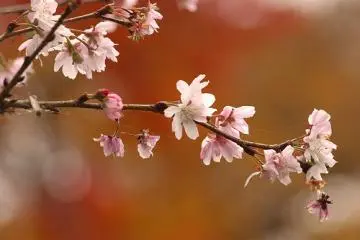 Plum Blossums in a timeless moment