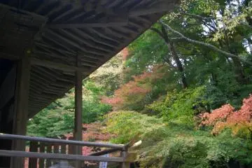Beautiful Fall Leaves in Temple Garden