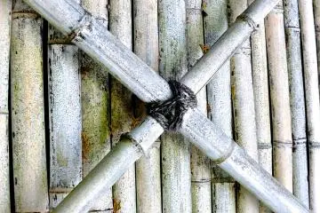 <p>Bamboo wall</p>