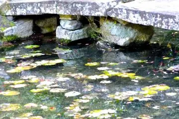 <p>A lovely pond along the way to the garden exit</p>