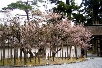 Garyobai - a special tree with Japanese plum blossoms in the main garden area of Zuigan-ji