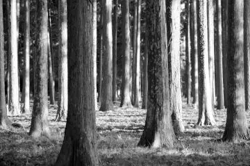The cedar grove that surrounds the Zuigan-ji&nbsp;Todo.