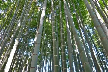 <p>Appr&eacute;ciez la beaut&eacute; des bambous Moso tout au long de l'ann&eacute;e</p>