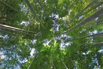 <p>Regarder les imposants bambous de cette fa&ccedil;on donne une perspective diff&eacute;rente</p>