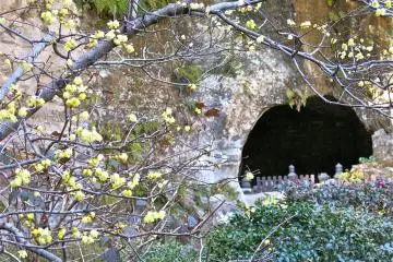 <p>Les feuilles jaunes hivernales des cerisiers contre le yagura qui accueille plusieurs tombes</p>