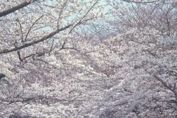 <p>이토의 벚꽃</p>