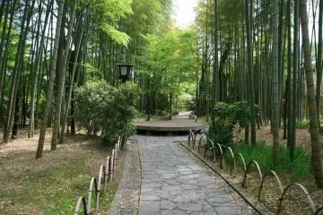 <p>슈젠지 근처 대나무길</p>