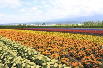 <p>สีสันของดอกไม้นานาพันธุ์ ณ แปลง Autumn Field</p>