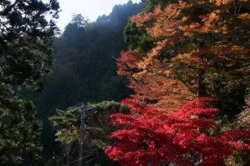 화려하고 생동감 있는 색상