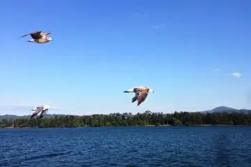 Be as free as the birds when you are riding through the mountains and rivers of Kyoto