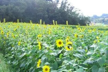 sunflowers welcome the visitors (Photo: nariko oshiro)