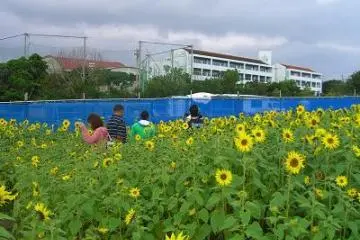visitors wading in the field (Photo: nariko oshiro)