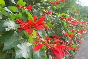 poinsettia making the contrast (Photo: nariko oshiro)