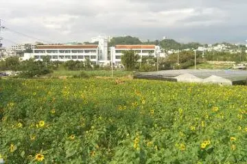 tens of thousands of sunflowers swaying