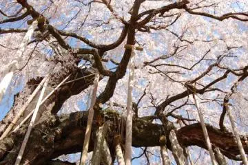 <p>ต้น Ishidatami's weeping cherry ที่ภาคภูมิใจและยินดีของหมู่บ้าน</p>