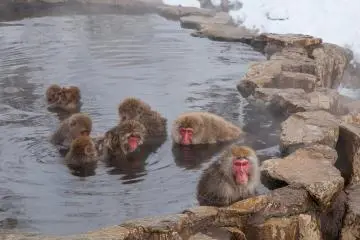 Bathing Apes in Rural Nagano