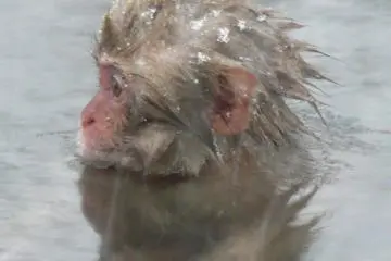 <p>It&rsquo;s really entertaining to watch the monkeys interact. They have a very complex &lsquo;society&rsquo; within their group, and you&rsquo;ll see everything from monkeys grooming one another to fighting over space in the hot spring.</p>