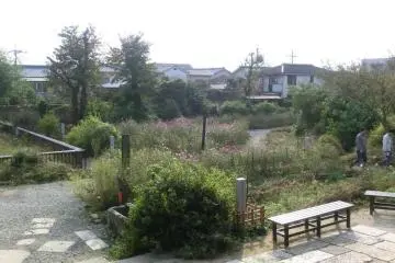 garden showing cosmos flowers