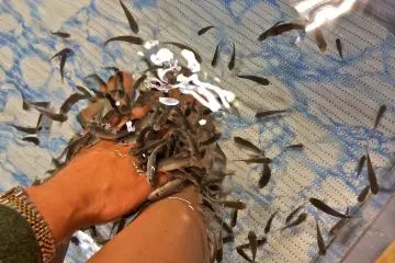 <p>Close-up view of the "kiss fish" sloughing off dead skin on my hands and feet in 2014. Hands are no longer allowed into the foot bath effective 2015.</p>