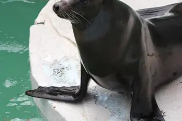Sealions - noisy!