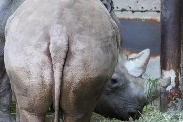 Baby rhino