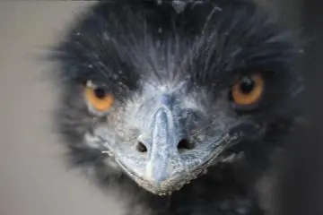 Emu
