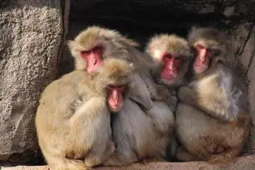 Japanese monkeys