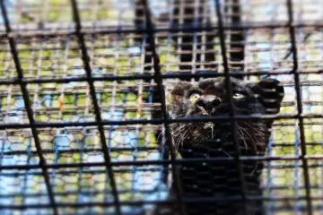 Panther