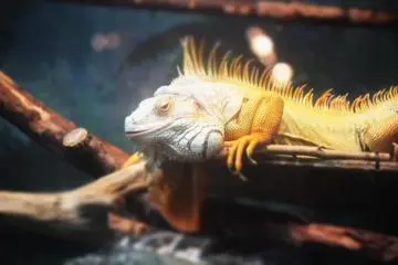 Iguana