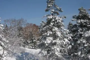<p>Some trees.</p>