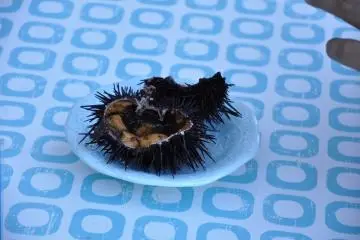 <p>หอยเม่นสดๆ</p>