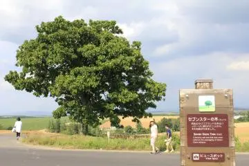 <p>Seven Star Tree อีกหนึ่งต้นไม้ที่มีชื่อเสียงบนถนนเส้นเดียวกัน</p>