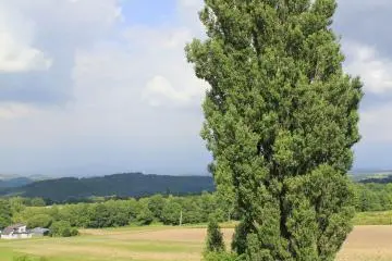 <p>แวะถ่ายรูปต้น Ken and Marry Tree</p>