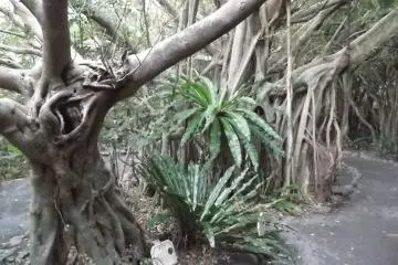 <p>Banyans often sprout and grow from other existing trees</p>