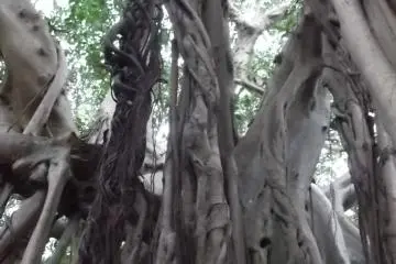 <p>I can see where the name 'Strangler fig' came from</p>