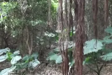 <p>Be careful! Roots hanging down from the trees across the paths</p>