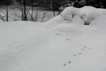 Our guide points out rabbit tracks. Some animals have adapted to the cold and are still out and about even in the cold.&nbsp;