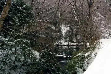 More of the beautiful forest.