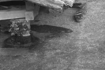 <p>Fish pond</p>