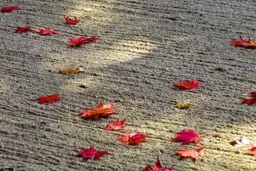 <p>One part of the garden in autumn</p>
