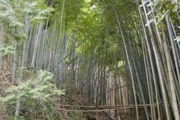 Dengarkan bunyi pohon-pohon bambu yang terkena hembusan angin musim semi di dekat ujung jalan.