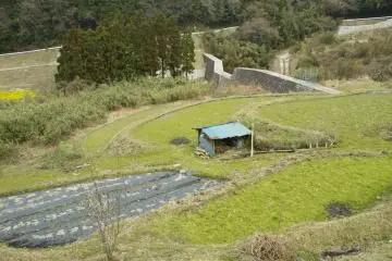 Jalan yang berupa pematang sawah kecil di daerah pegunungan 