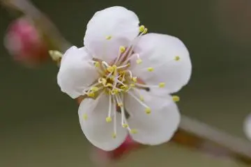 Sekuntum ume atau bunga plum (aprikot), mulai mekar