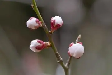 Kuncup-kuncup ume